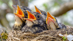 What Do Baby Birds Eat?/What to feed a baby bird？