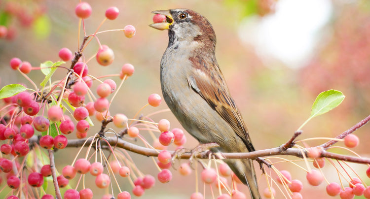 Unlock the Secrets of Bird Diets: What Do Birds Eat?