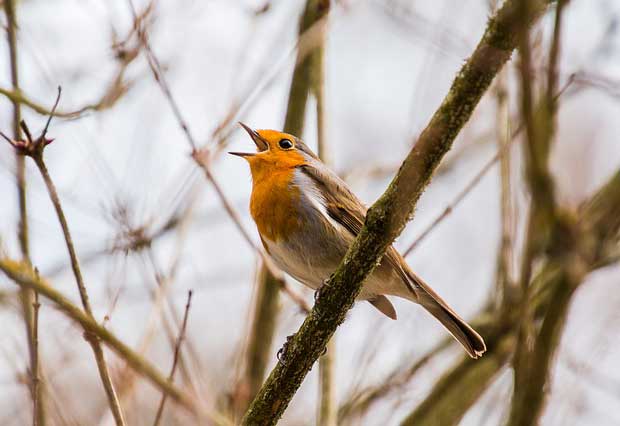 Why do birds chirp in the morning?